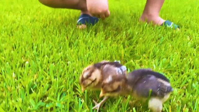 Ryan's Pet Chicks Names Reveal!!! смотреть онлайн