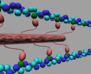 АКТИН И МИОЗИН