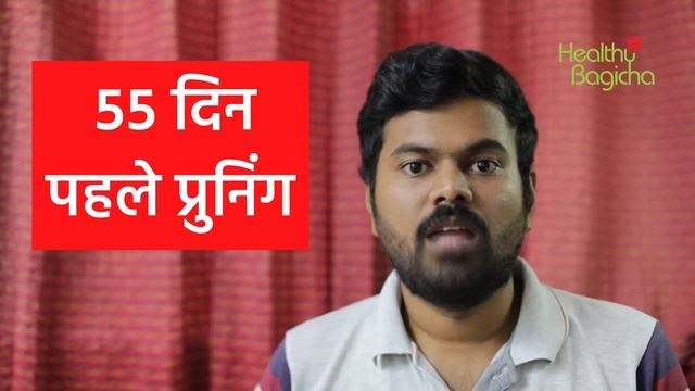 Gladiator Rose Variety | ग्लैडिएटर रोझ व्हरायटी की पूरी जानकारी смотреть онлайн