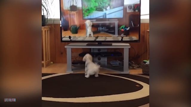 009. Funniest Cat Videos Will Make You Laugh #187 - Funny Animal Videos.mp4 смотреть онлайн