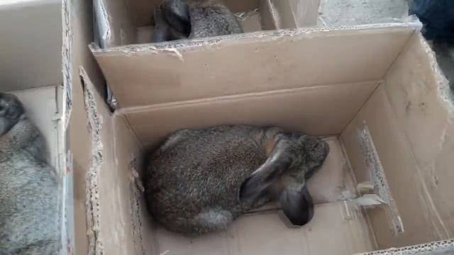 На базар за кроликами смотреть онлайн