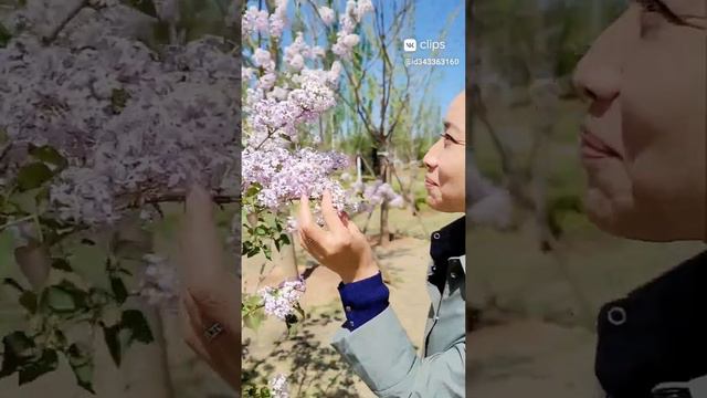 Ой, цветет сирень;)) смотреть онлайн