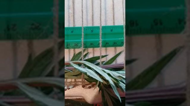 Ольга Никулина. Ковроткачество из травы и нитей. смотреть онлайн