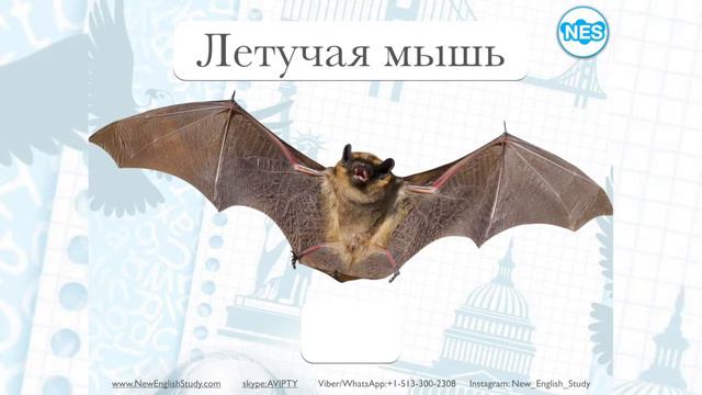 Видео-словарь NES - Животный мир (95-100) смотреть онлайн