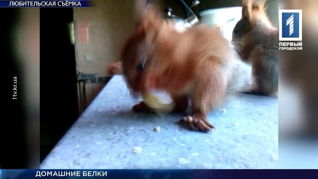 Белки в квартире криворожанки смотреть онлайн