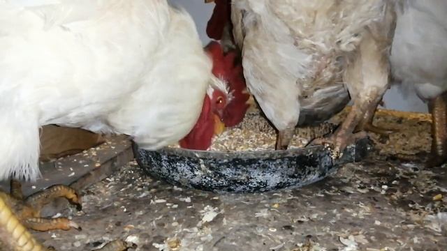 Куры клюют зерно, а точнее три петуха??? и одна курица? смотреть онлайн