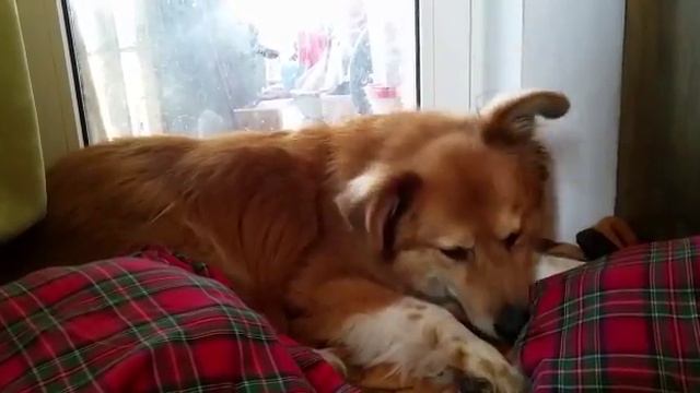 Лесси рождество2015 смотреть онлайн