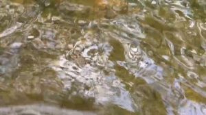 Минидрага "Дипсис"-30/50-9л.с.