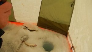 блесна махалка на навагу и корюшку  http://ulov-pripay.ru/  .