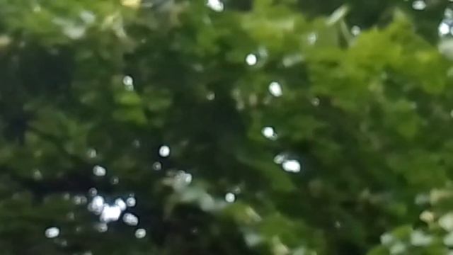 Липа цветет, а на дворе +17 и дождиии!!! смотреть онлайн