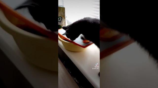 Суп с котом.  Soup With A Cat.