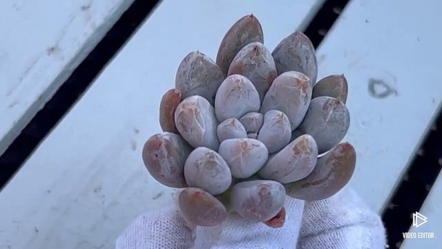 Echeveria Tolimanensis смотреть онлайн