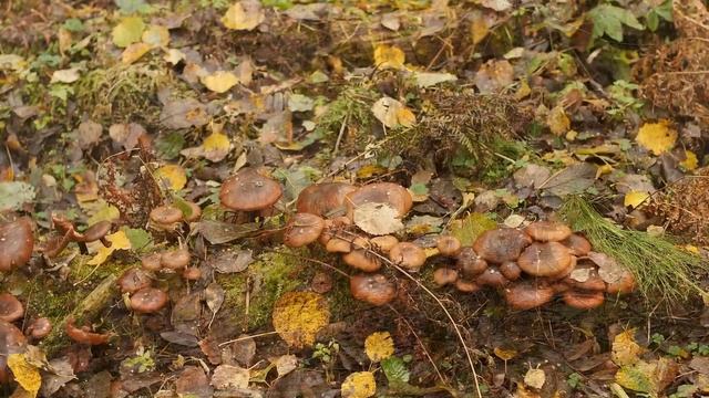 Осенняя охота 15 октября 2023 смотреть онлайн