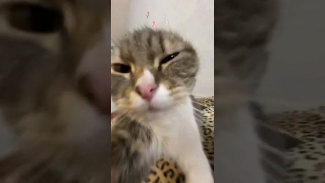 Захотел 😼 смотреть онлайн