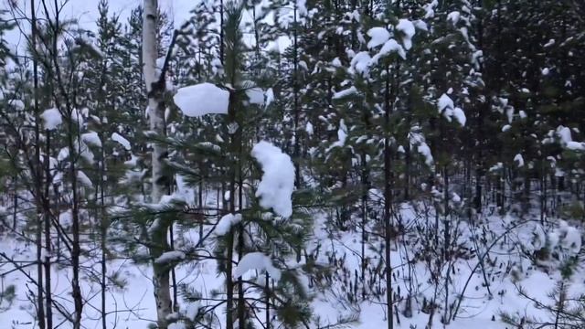 Охота на лося с лайками ( без добычи, одна собака погибла ) смотреть онлайн