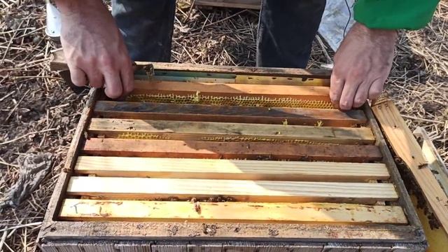 Количество расплода в ульях весной. Камыша, Алюминия, Фанеры смотреть онлайн