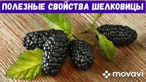 ШЕЛКОВИЦА ПОЛЕЗНЫЕ СВОЙСТВА и ПРОТИВОПОКАЗАНИЯ.