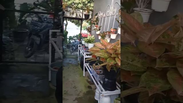 Tani Aglaonema смотреть онлайн