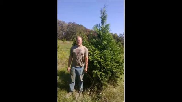 Hydrangea quercifolia ’Pee Wee’ grows to about 4’ with a wider spread смотреть онлайн