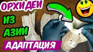 АДАПТАЦИЯ ОРХИДЕЙ ИЗ АЗИИ после пересылки ? Адаптация Азиатских Орхидей - уход, полив, пересадка