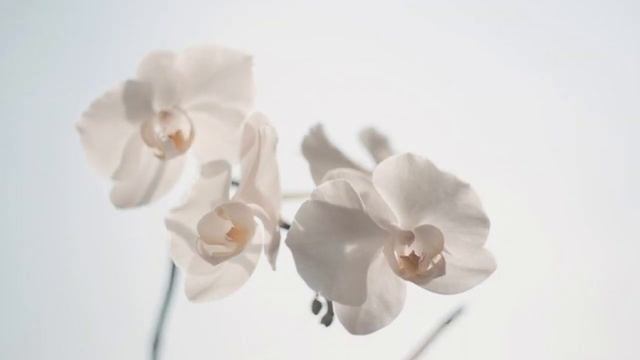 Как покупать орхидею, на что обратить внимание при покупке орхидеи.как правильно выбрать орхидею смотреть онлайн
