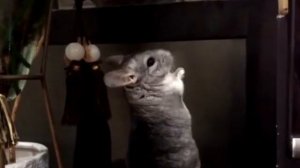 Шиншиллы играют - как поиграть с шиншиллой
