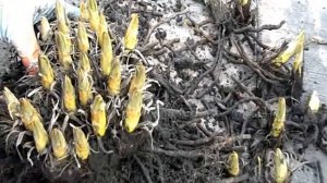 ЭРЕМУРУСЫ! Это чудо МОЖНО рассаживать весной!