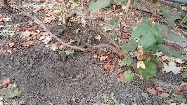 Осенняя подкормка винограда, залог будущего урожая смотреть онлайн