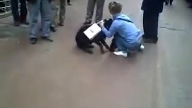 Кот против собаки 4