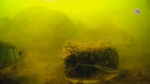 Макушатник. Съемка под водой на озере. underwater. Рыбалка. Fishing. Снасть для карпа, сазана