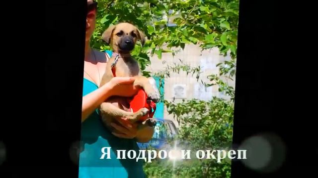 История одного щенка смотреть онлайн