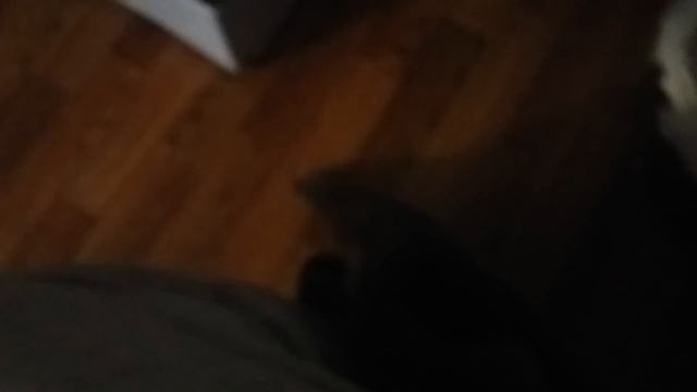 У кота проснулся аппетит смотреть онлайн