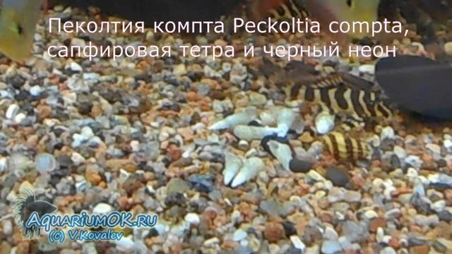 Кормление рыбок манкой и как её приготовить смотреть онлайн