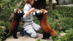 Редкая красная панда смешные моменты