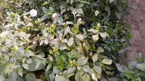 Выращивание георгинов на срезку как бизнес