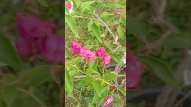 my beautiful bougainvillea fuchsia pink tanglung смотреть онлайн