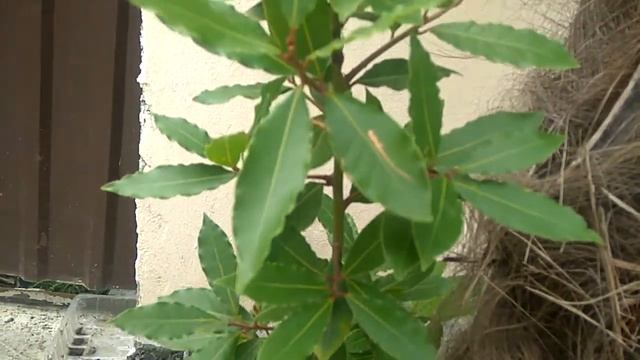 Лавровый лист для супа