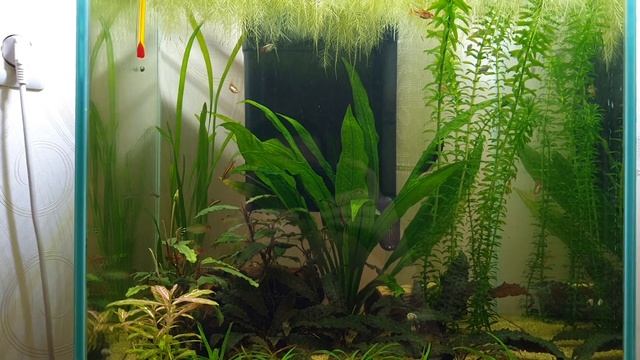 Мой аквариум-куб 40×40×45,объём 72 л. смотреть онлайн