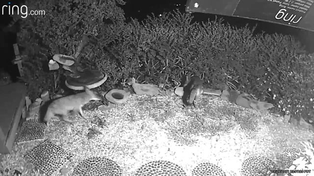COYOTE PACK of FIVE (5) Backyard Garden Encounter, La Mesa, San Diego, Caught on Ring Cam March 202 смотреть онлайн