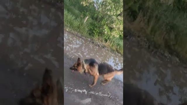 А вы так выгуливали собак? смотреть онлайн