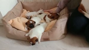 Щенки Джек Рассел терьера. Что важно при покупке щенка?