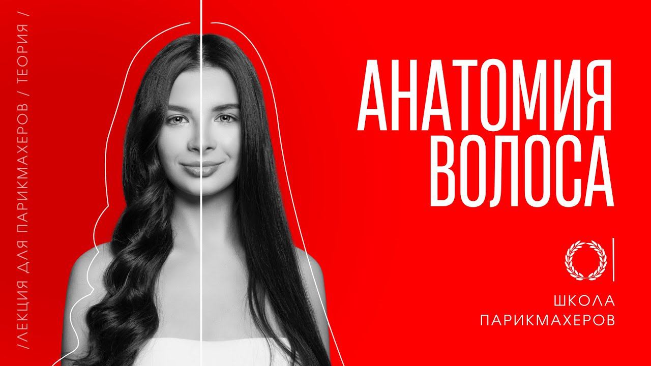 ОНЛАЙН–УРОК «АНАТОМИЯ ВОЛОСА — СТРОЕНИЕ ЛУКОВИЦЫ ВОЛОСА». смотреть онлайн