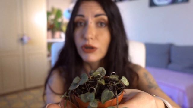 LE MIE CEROPEGIA! Come propagarle e curarle al meglio! смотреть онлайн