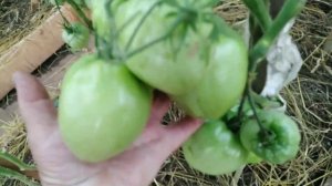 Уж ОН то?завяжет всегда?ОБЗОР томата БАТЯНЯ ?в теплице на 17 июля.
