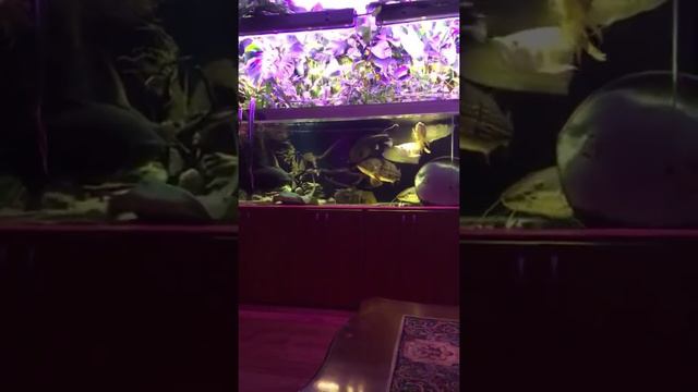 Пробная трансляция с аквариумом на 2500 литров смотреть онлайн