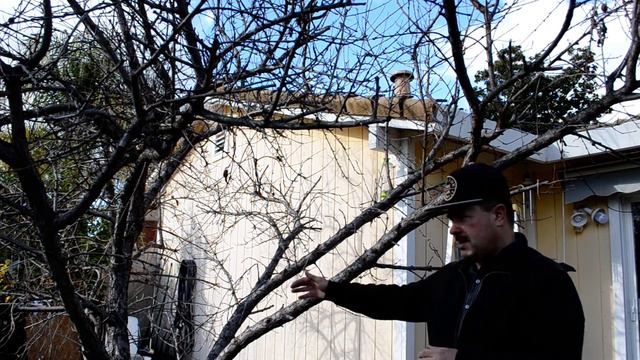 Обрезка персика. Способ проверенный годами.