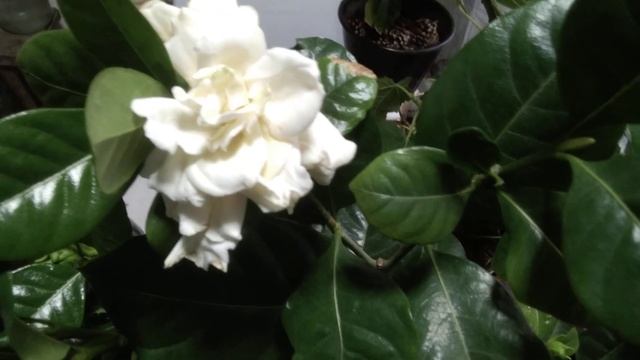 Гардения. Условия для создания долгой жизни гардении. смотреть онлайн