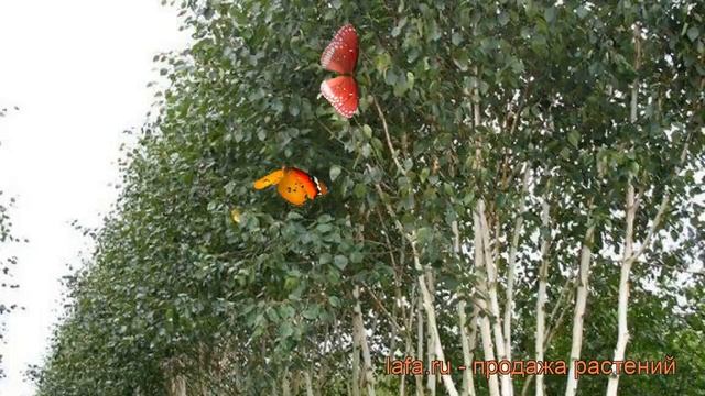Береза полезная Жакмана (betula utilis zhakmana) ? обзор: как сажать, крупномеры березы Жакмана смотреть онлайн