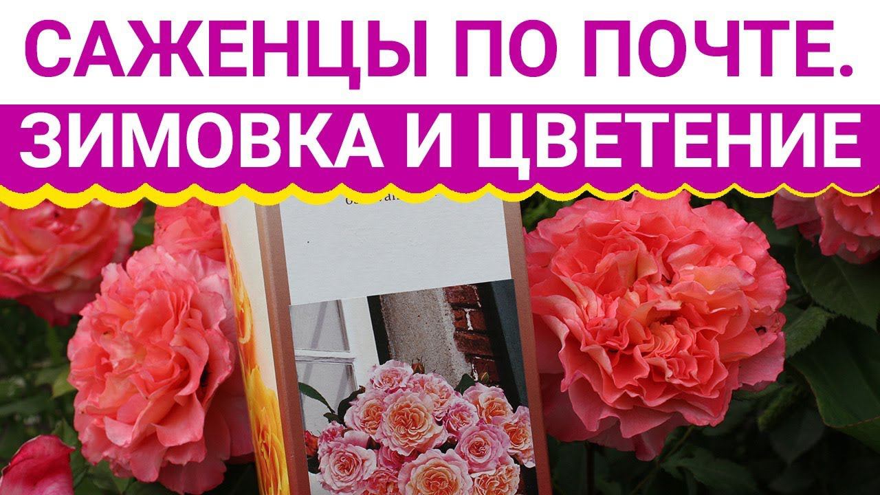 Саженцы по почте. Зимовка и цветение. ПОКАЗЫВАЕМ РЕЗУЛЬТАТ смотреть онлайн