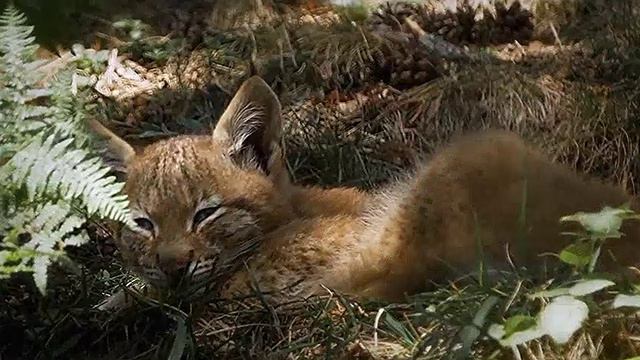 Линцесса. Тайны леса смотреть онлайн